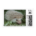 Cotty hedgehog stamp