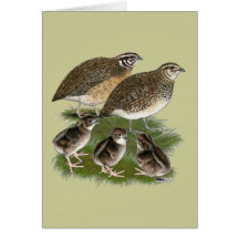 Coturnix Quail Family Greeting Card