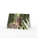Cougar 001 cards