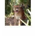 Cougar 001 t-shirts