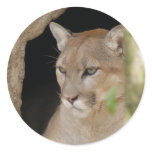 Cougar 013 sticker