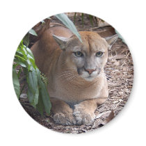 Cougar 018 magnets by BCRcats Cougar 018 magnets