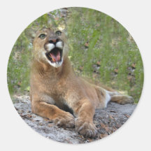 Cougar 019 round stickers