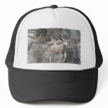 COUGAR ATTACK HATS