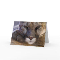 Cougar Cards