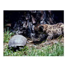 Cougar cub and Tortoise Post Cards