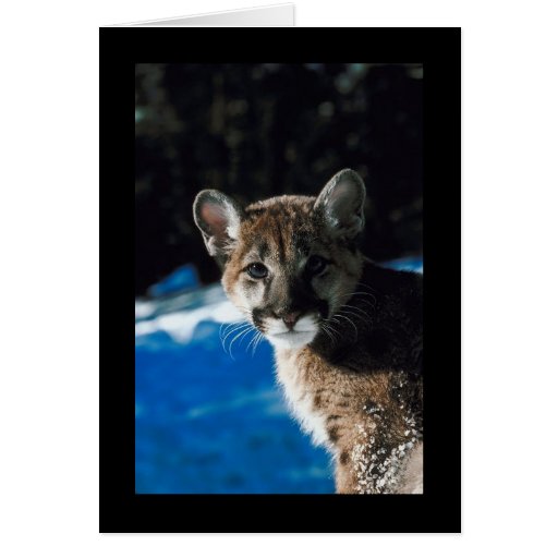 Cougar Cub Card