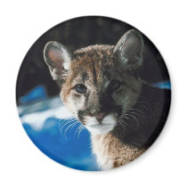 Cougar Cub magnets