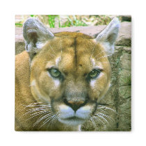 Cougar Frige Magnet