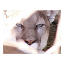 Cougar Gaze posters