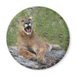 Cougar Keychain Refrigerator Magnet