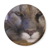 Cougar magnets by mlane53 Cougar magnets