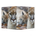 Cougar, mountain lion, Florida panther, Puma 2 binders