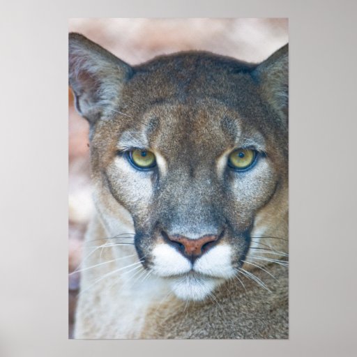 Cougar, mountain lion, Florida panther, Puma Print