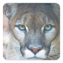 Cougar, mountain lion, Florida panther, Puma Square Stickers
