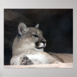 Cougar Mountain Lion Portrait Close-Up posters