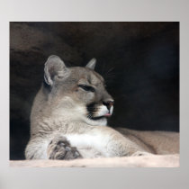 Cougar Mountain Lion Portrait Close-Up Posters