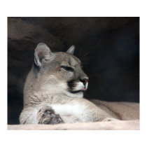 Cougar Mountain Lion Portrait Close-Up posters
