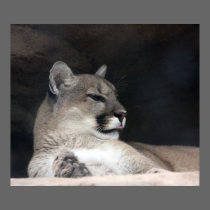 Cougar Mountain Lion Portrait Close-Up posters