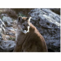 Cougar Photo Sculpture photo sculptures by gbcimages3 Cougar Photo Sculpture photo sculptures