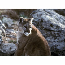 Cougar Photo Sculpture photo sculptures by gbcimages3 Cougar Photo Sculpture photo sculptures
