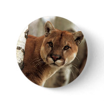 Cougar Photograph Pinback Buttons