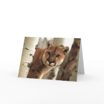Cougar Photograph Greeting Cards