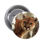 Cougar Photograph Pinback Buttons