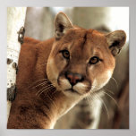 Cougar Photograph posters