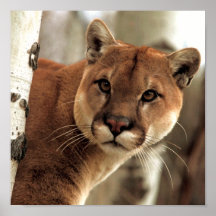 Cougar Photograph Print