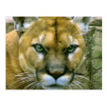Cougar Post Cards