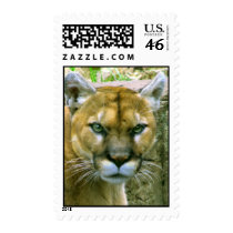 Cougar Postage Stamps