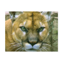 Cougar Post Cards