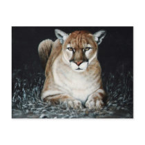 Cougar Post Cards