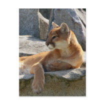 Cougar Postcard