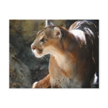 Cougar Postcards