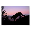 cougar posters