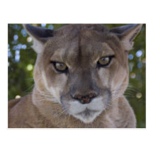 Cougar Pounce Postcard