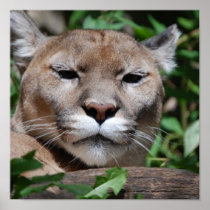 Cougar Pounce Print