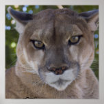 Cougar Predator Print