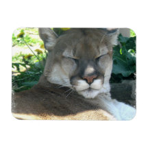 Cougar Premium Magnet