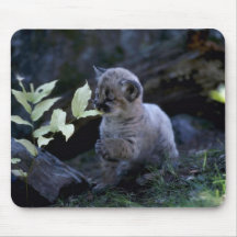 Cougar-six week old cub mouse pad