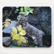 Cougar-six week old cub mouse pad
