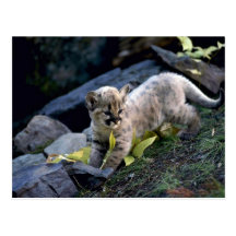 Cougar-six week old cub postcards