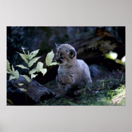 Cougar-six week old cub posters