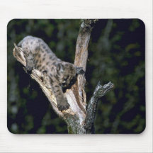 Cougar-six week old kitten up a tree mouse pads