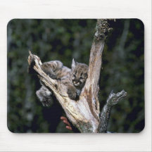 Cougar-six week old kitten up a tree mouse pads
