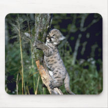 Cougar-six week old kitten up a tree mousepads