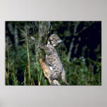Cougar-six week old kitten up a tree print