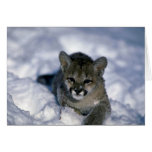 Cougar-small cub on snow card